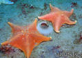 scuba diving photo