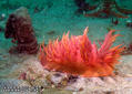 scuba diving photo