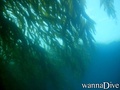 scuba diving photo
