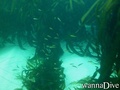 scuba diving photo
