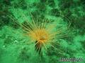 scuba diving photo