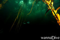 scuba diving photo