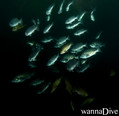 scuba diving photo