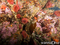 scuba diving photo