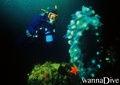 scuba diving photo