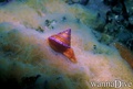 scuba diving photo