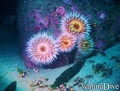 scuba diving photo