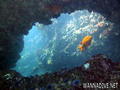 scuba diving photo