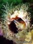 scuba diving photo