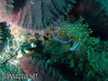 scuba diving photo