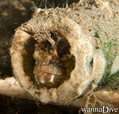 scuba diving photo