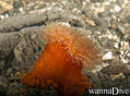 scuba diving photo