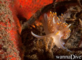 scuba diving photo