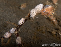 scuba diving photo