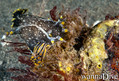 scuba diving photo