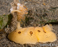 scuba diving photo