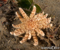 scuba diving photo