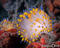 scuba diving photo