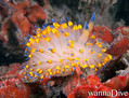 scuba diving photo