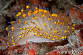 scuba diving photo