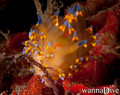 scuba diving photo