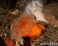 scuba diving photo