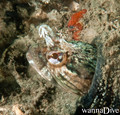 scuba diving photo