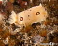 scuba diving photo