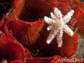 scuba diving photo
