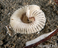 scuba diving photo