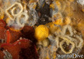 scuba diving photo