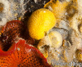 scuba diving photo