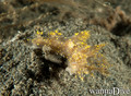 scuba diving photo