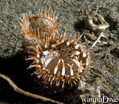 scuba diving photo