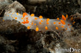 scuba diving photo