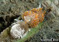 scuba diving photo