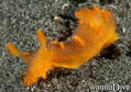 scuba diving photo
