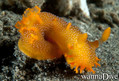 scuba diving photo