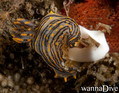 scuba diving photo