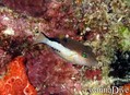 scuba diving photo