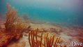 scuba diving photo