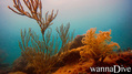 scuba diving photo