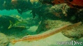 scuba diving photo