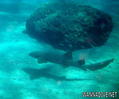 scuba diving photo