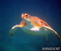 scuba diving photo