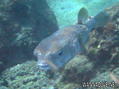 scuba diving photo