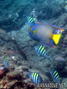 scuba diving photo