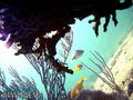 scuba diving photo
