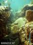 scuba diving photo
