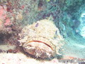 scuba diving photo